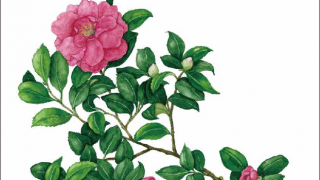 新学術領域研究「植物の生命力を支える多能性幹細胞の基盤原理」班様