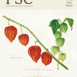 新学術領域研究「 植物の生命力を支える多能性幹細胞の基盤原理」班様　ニュースレター