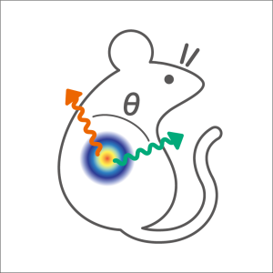 新学術領域研究「 量子もつれ光子対による原子核-多分子間相互作用プローブを活用した診断治療学の創生」班様