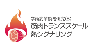 新学術領域研究「 筋肉トランススケール熱シグナリング」班様　ロゴ