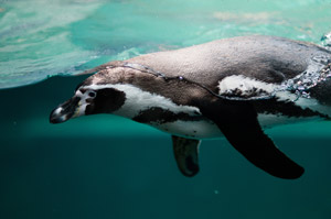 水中ドローンに期待／ペンギンに習う
