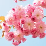 我が家には正月前に咲く桜があります