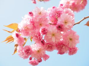 我が家には正月前に咲く桜があります