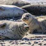 極寒の海、アザラシが研究の手助け