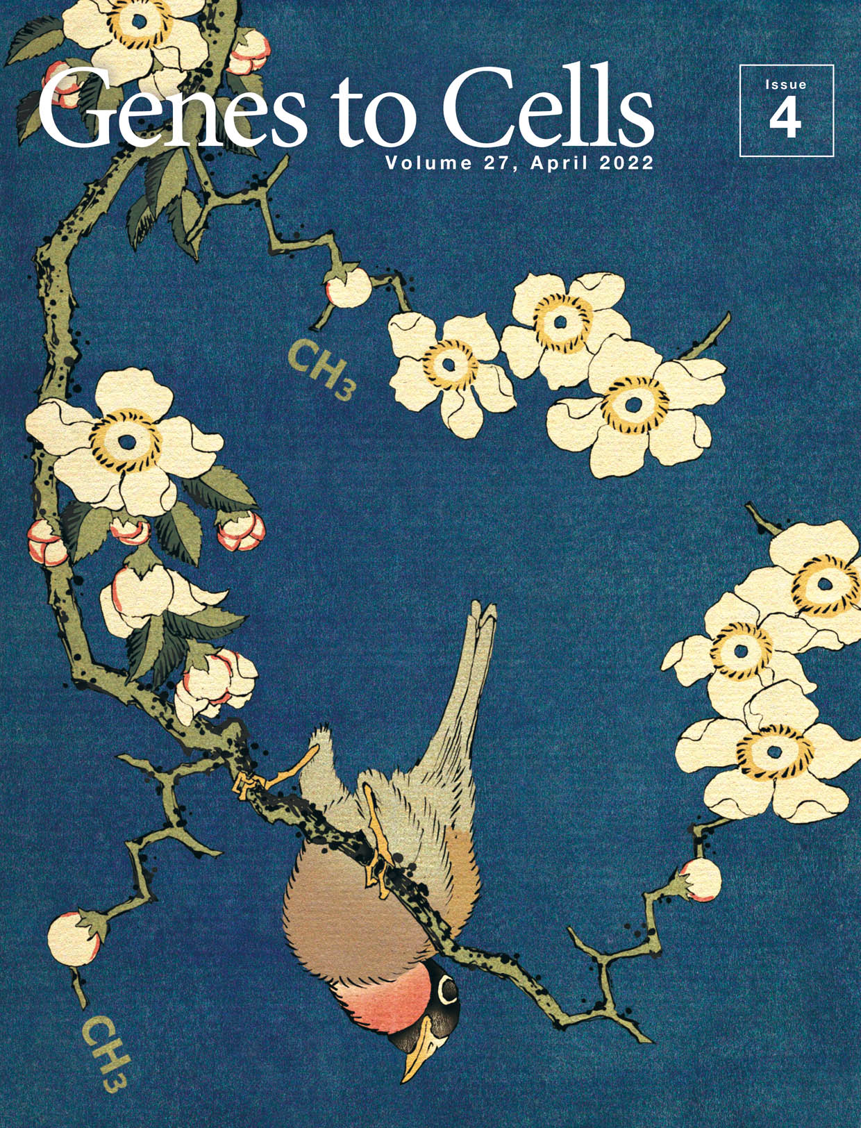 日本分子生物学会のGenes to Cellsの4月号が発行されました。