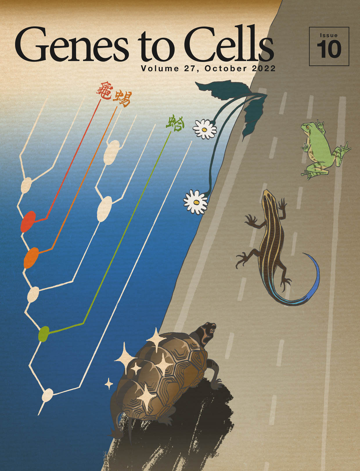 日本分子生物学会のGenes to Cellsの10月号が発行されました。