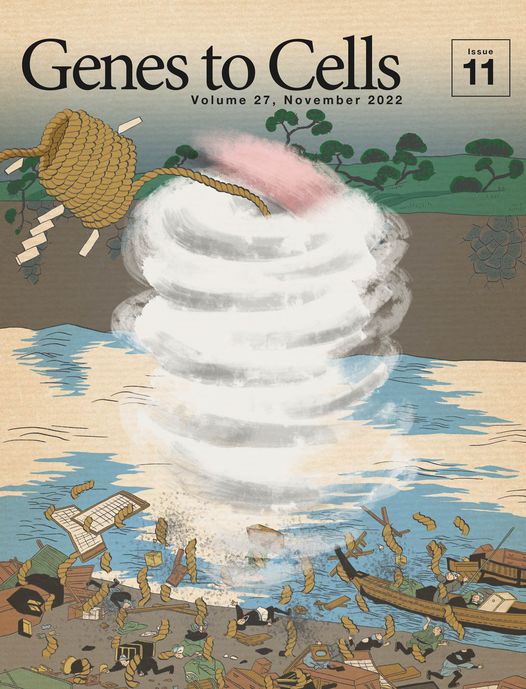 日本分子生物学会のGenes to Cellsの11月号が発行されました。