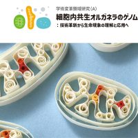 新学術領域研究「 細胞内共生オルガネラのゲノム制御：技術革新から生命現象の理解と応用へ」班様　Webサイト