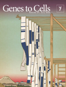 日本分子生物学会のGenes to Cellsの7月号が発行されました。