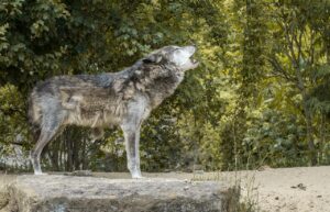 イヌがヒトに慣れるわけは遺伝子の変異