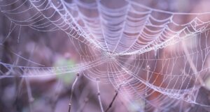 最強のクモの糸はどれ？