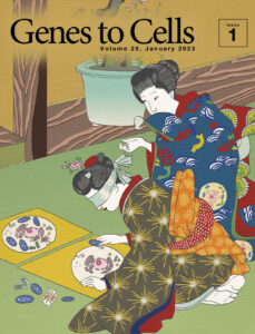 日本分子生物学会のGenes to Cellsの1月号が発行されました。