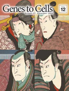 日本分子生物学会のGenes to Cellsの12月号が発行されました。