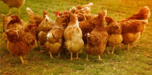 鳥インフル猛威、始まりは弱毒化　病原性弱まり拡大